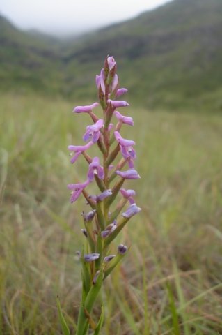 Disa stachyoides flowers